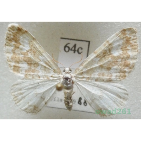 Perizoma flavofasciata (Thunberg, 1792) Czech64c